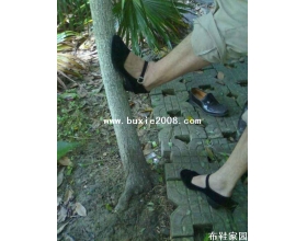  爬树-5P 